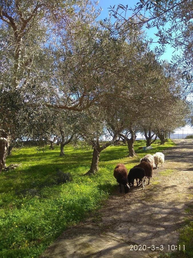 דירות Episkopi-Chania Ktima Tzamika מראה חיצוני תמונה