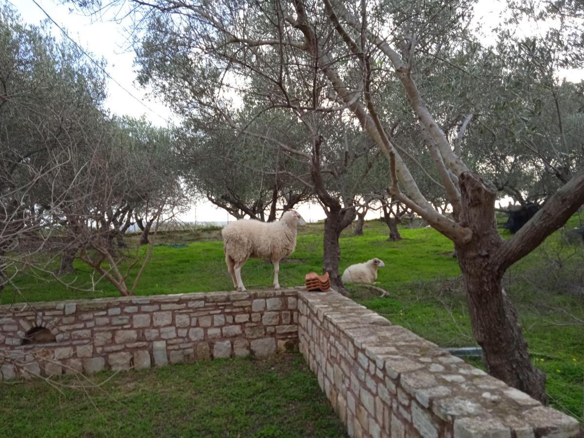דירות Episkopi-Chania Ktima Tzamika מראה חיצוני תמונה